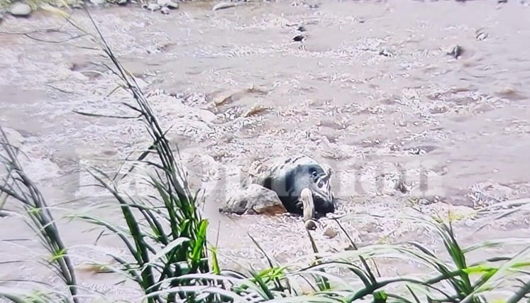 MUERTO RÍO PAMPLONITA 
