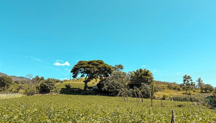 En marcha se encuentran los programas de formalización de predios en la zona del Catatumbo para implementar una Reforma Agraria Integral.