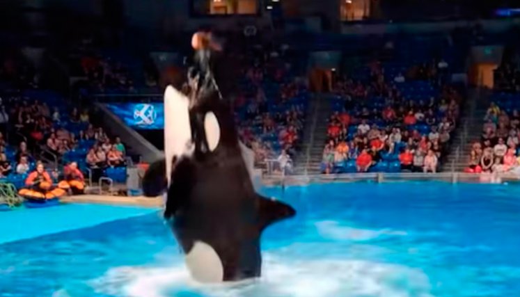 video orca