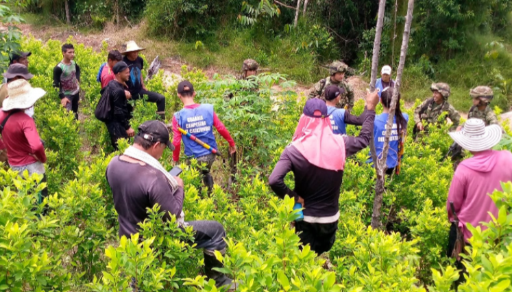 Campesinos erradican cultivos de coca.
