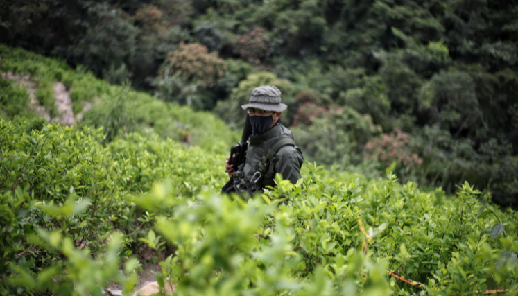 Un militar en medio de un sembradío de hoja de coca.