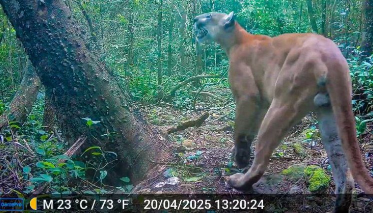 Registros de puma concolor, uno de los grandes felinos que habitan en el Bosque Seco Tropical Pozo Azul, constituyéndose en un indicador del buen estado de conservación de la zona./Foto cortesía Corponor