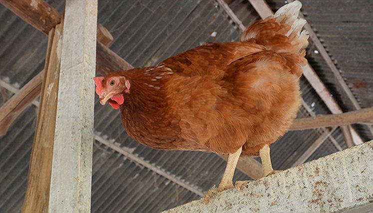Gallina. Foto La Opinión