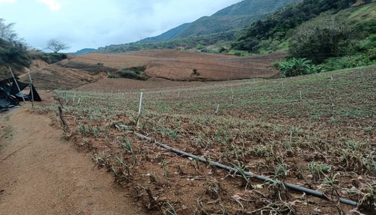 Campesinos de la zona del Catatumbo comienzan a sentir los rigores de las heladas.