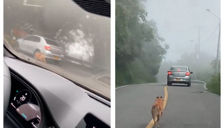 Perrito abandonado en Los Santos