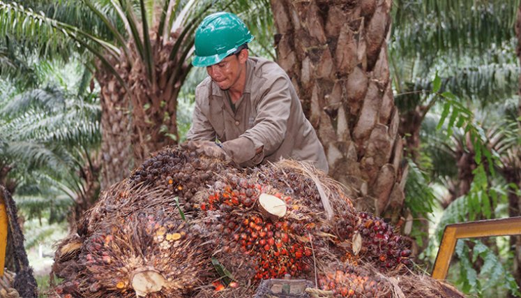 Palma de aceite. / Foto archivo