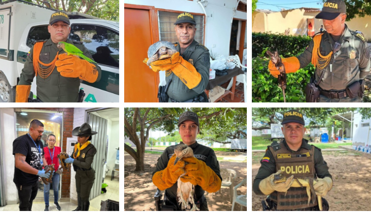 Animales silvestresAnimales silvestres