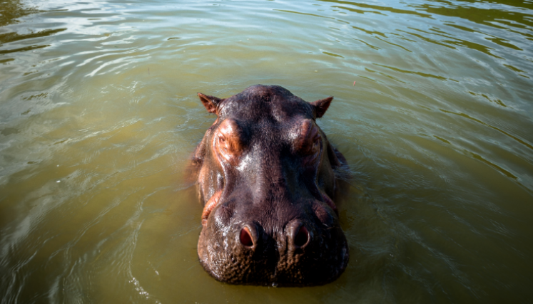hipopótamos