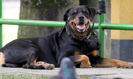 Cómo influye la alimentación en el envejecimiento de los perros