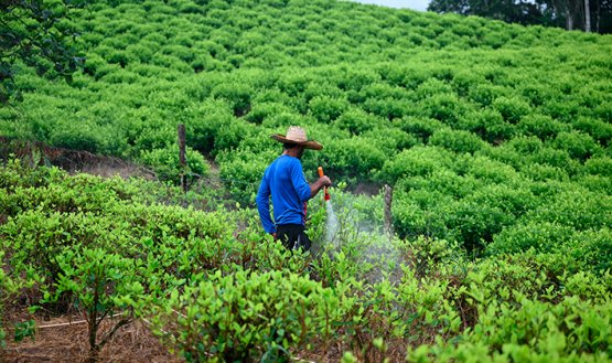 Cultivos de coca. / Foto Archivo