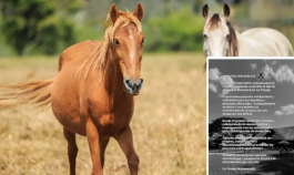 murió una niña luego de caer de un caballo