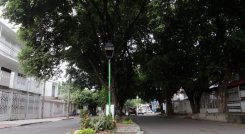 La avenida Los Faroles es uno de los lugares de la ciudad, pionera a nivel nacional, en zonas verdes con túneles árboreos 