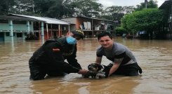 Los animales también ha recibido ayuda por parte de los uniformados de la Policía./FOTO: Cortesía