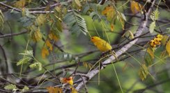 La presencia de especies carismáticas tanto en fauna como en flora resalta el valor del paisaje en la vereda Fátima, en el municipio de Sardinata. / Cortesía/ La Opinión 