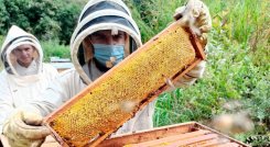 Cuidado de los panales.