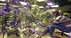 El cannabis medicinal es una oportunidad para diversificar las exportaciones