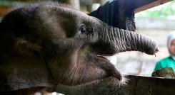 Murió cría de elefante tras perder la trompa en una trampa en Indonesia