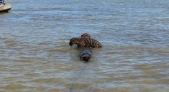 Armada rescata a un jaguar en medio de las aguas de Urabá