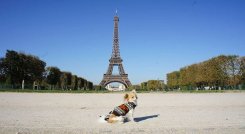 Venta de mascotas en Francia.