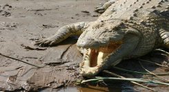 Hombre de 60 años se defendió de un cocodrilo con una navaja./Foto: AFP