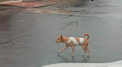 Vender algunas partes de los perros puede ser de gran ayuda.