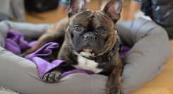 Bulldog francés