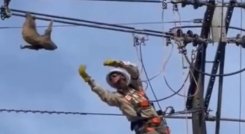 Emocionante rescate de un perezoso que colgaba de un cable de energía