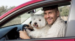 Mascotas en carros /Foto: Cortesía