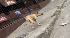 Incumplimiento de normas sobre tenencia de animales crea discordias entre vecinos./Foto: Angie Barbosa./La Opinión