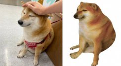 Memes de cheems