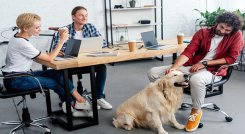 Mascotas en el trabajo. 