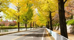 Una ciudad con una infraestructura verde bien planificada y bien administrada se vuelve más sostenible