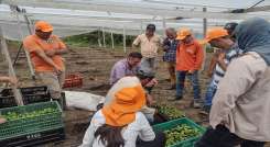 Los productores de Ocaña y zona del Catatumbo ven con buenos ojos el reconocimiento a esa labor del campesino./ Fotos Cortesía.
