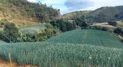 Uno de los instrumentos para consolidar los sistemas productivos en el territorio ha sido la asociatividad, como una herramienta sólida de participación./ Fotos Cortesía.