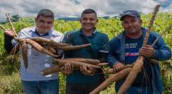 Cultivadores de yuca buscan espacios internacionales para la comercialización del producto. / Foto: Cortesía