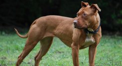 El Pit Bull terrier americano,  es  una raza inteligente, amigable,  no obstante, es catalogada como potencialmente peligrosa.