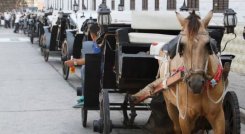 CABALLOS CARTAGENA / COLPRENSA 