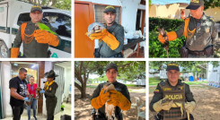 Animales silvestresAnimales silvestres