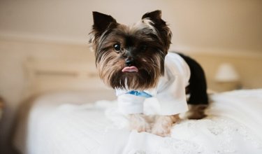¡Ojo al amor excesivo  por su mascota!