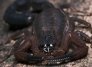 Escorpión lanza veneno