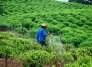 Cultivos de coca. / Foto Archivo