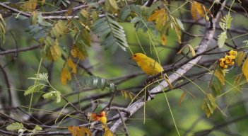 La presencia de especies carismáticas tanto en fauna como en flora resalta el valor del paisaje en la vereda Fátima, en el municipio de Sardinata. / Cortesía/ La Opinión 