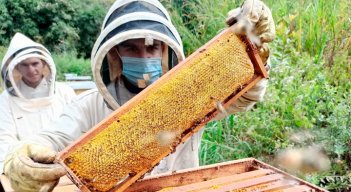 Cuidado de los panales.