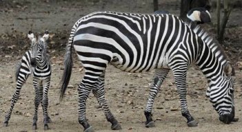 l Zoológico de Cali tiene un nuevo integrante