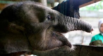 Murió cría de elefante tras perder la trompa en una trampa en Indonesia