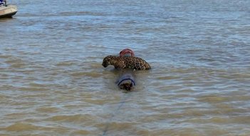 Armada rescata a un jaguar en medio de las aguas de Urabá