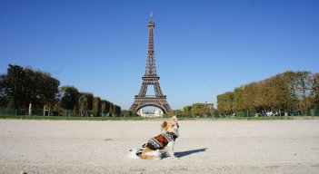 Venta de mascotas en Francia.