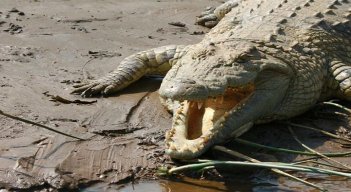 Hombre de 60 años se defendió de un cocodrilo con una navaja./Foto: AFP
