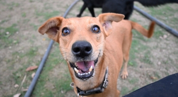 Rostros de felicidad son los que se pueden apreciar en cada perro que vive en este lugar. 