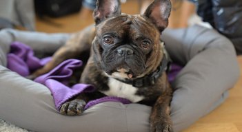 Bulldog francés